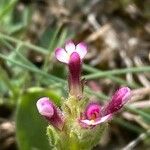 Parentucellia latifolia Fleur