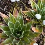 Paepalanthus alpinus Leaf