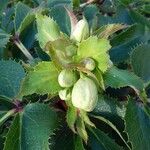 Helleborus lividus Leaf