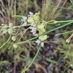 Gomphocarpus integer Flower