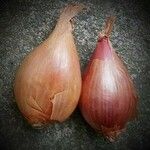 Allium ascalonicum Other