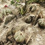 Echinocactus horizonthalonius Habit