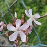 Saponaria officinalisBlüte