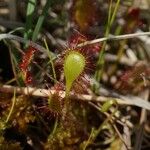 Drosera × obovata പുഷ്പം