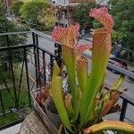 Sarracenia leucophylla Hoja