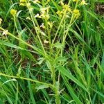 Barbarea vulgaris Habit