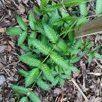 Rubus illecebrosus Leaf