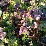 Lamium purpureum Alkat (teljes növény)