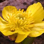 Ranunculus eschscholtzii Blodyn