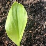 Curcuma aeruginosa Leaf