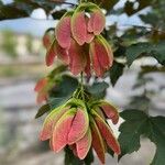 Acer tataricum 花