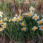 Narcissus poeticus Flower