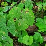 Achlys triphylla Leaf