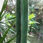 Isolatocereus dumortieri Hábito