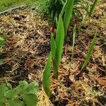 Gladiolus italicus Φύλλο