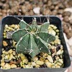 Astrophytum capricorne Leht