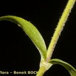 Cerastium carinthiacum 樹皮