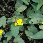 Camonea umbellata Leaf