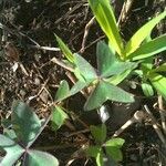 Oxalis latifolia Blad