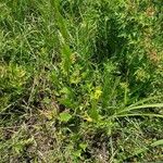 Rumex acetosaЦветок