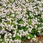 Aster ageratoides Blüte