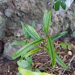 Erythroxylum laurifolium Leaf