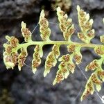 Asplenium foreziense Flors