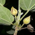 Malvaviscus concinnus Meyve