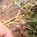 Bulbophyllum calyptratum Kwiat