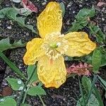 Papaver cambricum Blomma