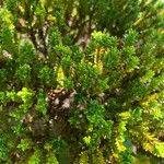 Hebe cupressoides 葉