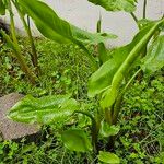 Calla palustris Leaf