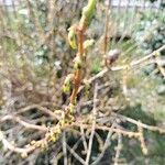 Forsythia viridissima Цветок