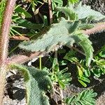 Tridax procumbens Foglia