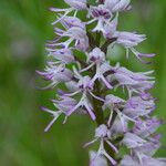 Orchis × beyrichii പുഷ്പം