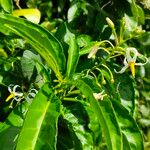 Solanum bahamense Virág
