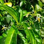 Solanum bahamense Fiore