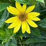 Helianthus decapetalus 花