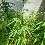 Cannabis sativa Ліст