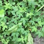 Geranium sibiricum Habitus