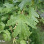 Crataegus monogyna Liść