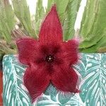 Stapelia hirsutaപുഷ്പം