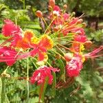 Caesalpinia pulcherrima Fleur