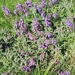 Salvia officinalis Vekstform
