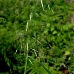 Avena barbata Habit