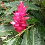 Alpinia purpurata Flower