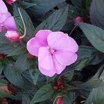 Impatiens hawkeri Квітка