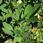 Medicago sativa Hoja