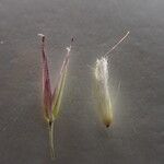 Calamagrostis scabrescens Flower