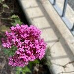 Valeriana lecoqii फूल